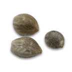 Cadillac Rainbow Samen Feminisiert Cannabissamen 1 Samen (+1 Gratis) - Hanfify®