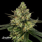 Cadillac Rainbow Samen Feminisiert Cannabissamen 1 Samen (+1 Gratis) - Hanfify®