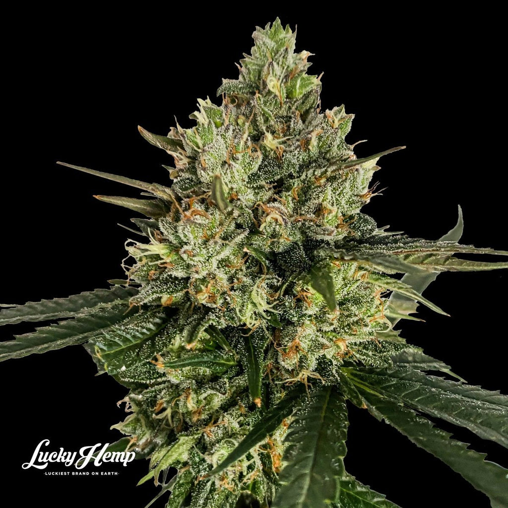 Cadillac Rainbow Samen Feminisiert - Cannabissamen - Hanfify®