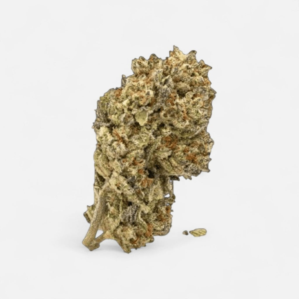 Cake & Punch Hanfstecklinge - Hanfify