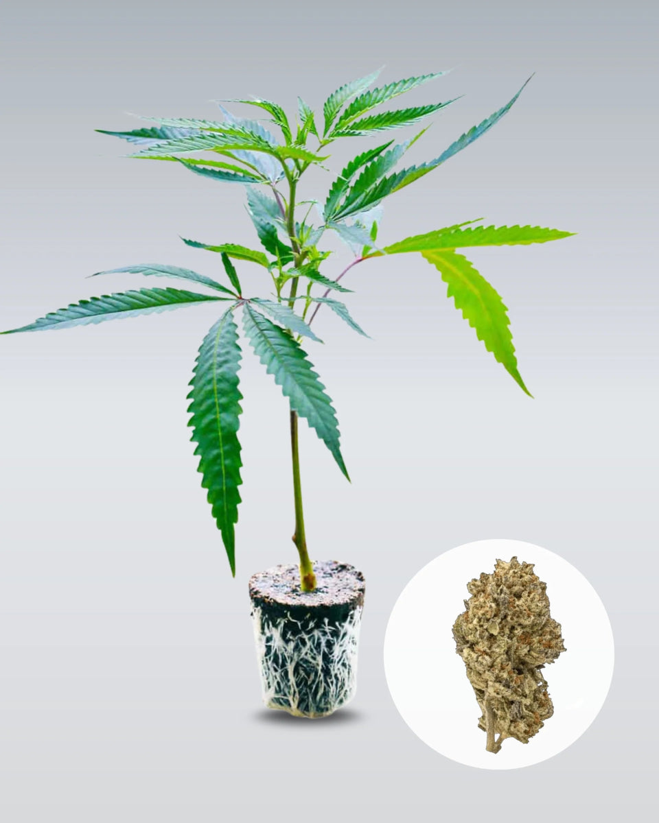 Cake & Punch Hanfstecklinge - Hanfify