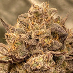 Cake & Punch Steckling Hanfpflanzen 1 Steckling - Hanfify®