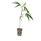 Cake & Punch Steckling Hanfpflanzen 1 Steckling - Hanfify®