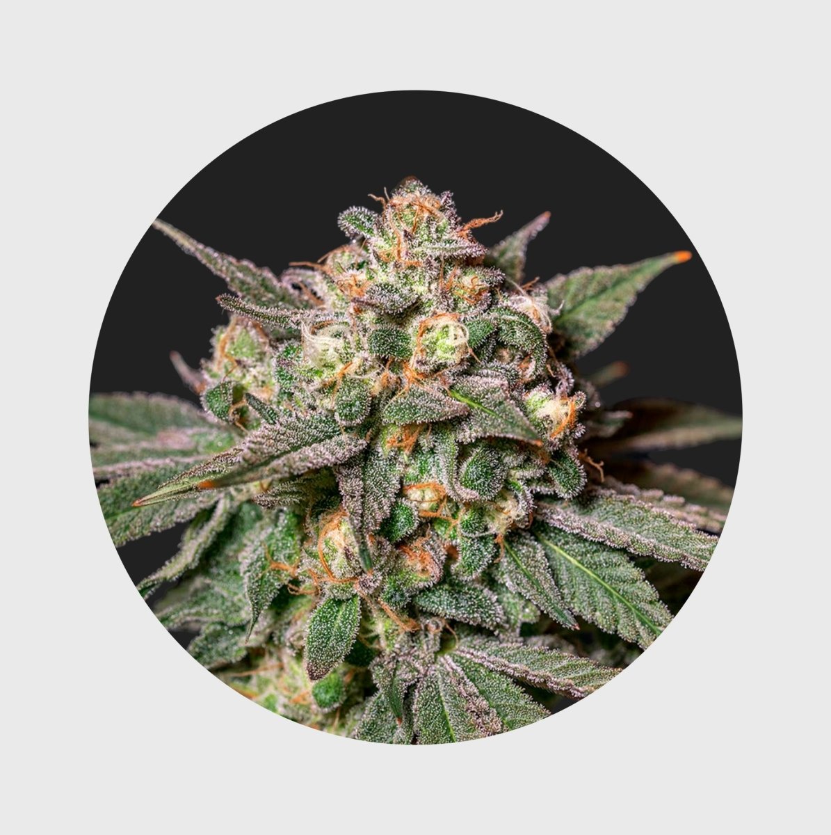 Cali Genetics Chocolate Mint OG 21,3% THC 🌱 auto flowering Cannabissamen 3 Stück - Hanfify®
