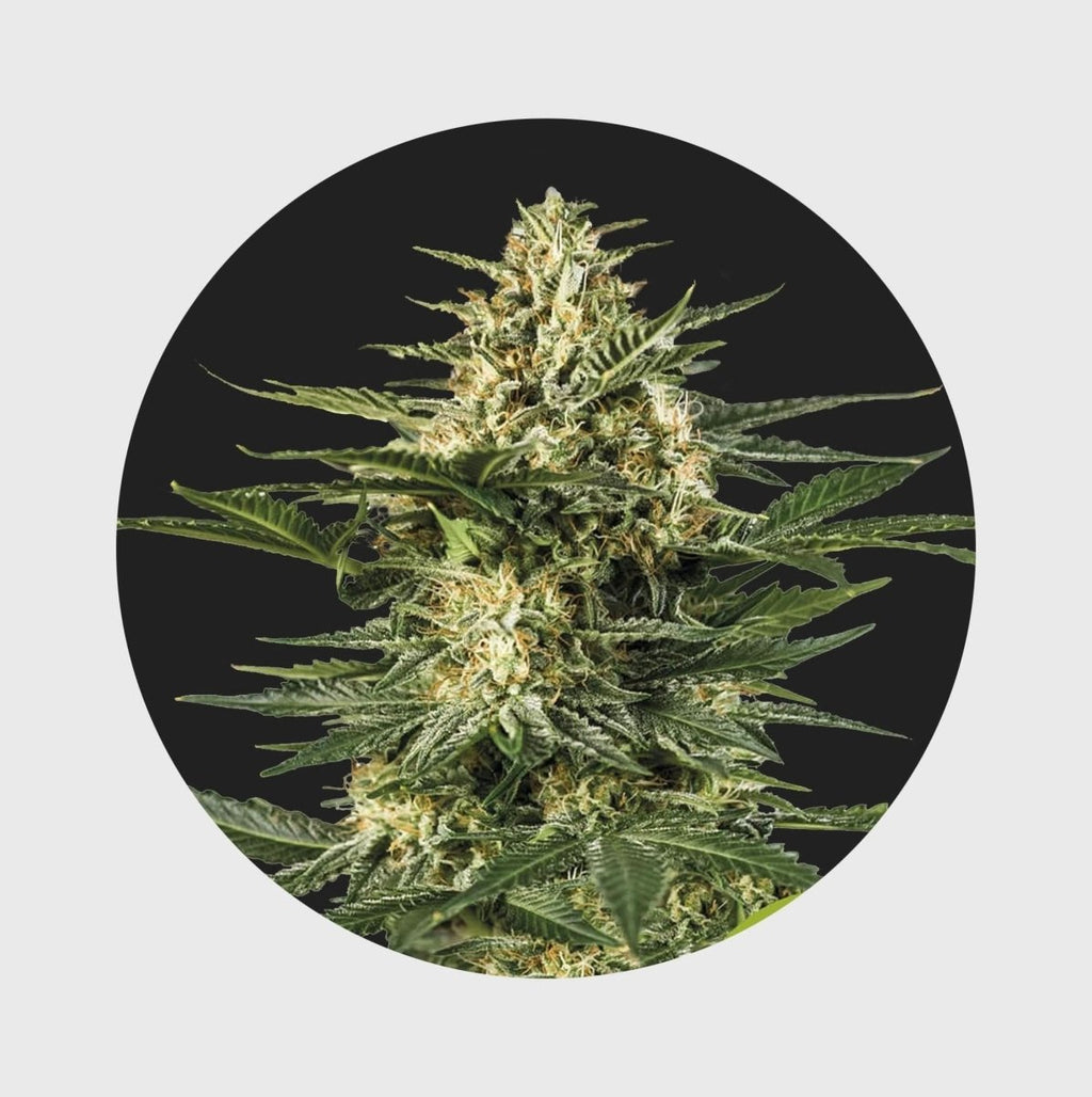 Cali Genetics Gelato 41 25% THC 🌱 full season Cannabissamen 3 Stück - Hanfify