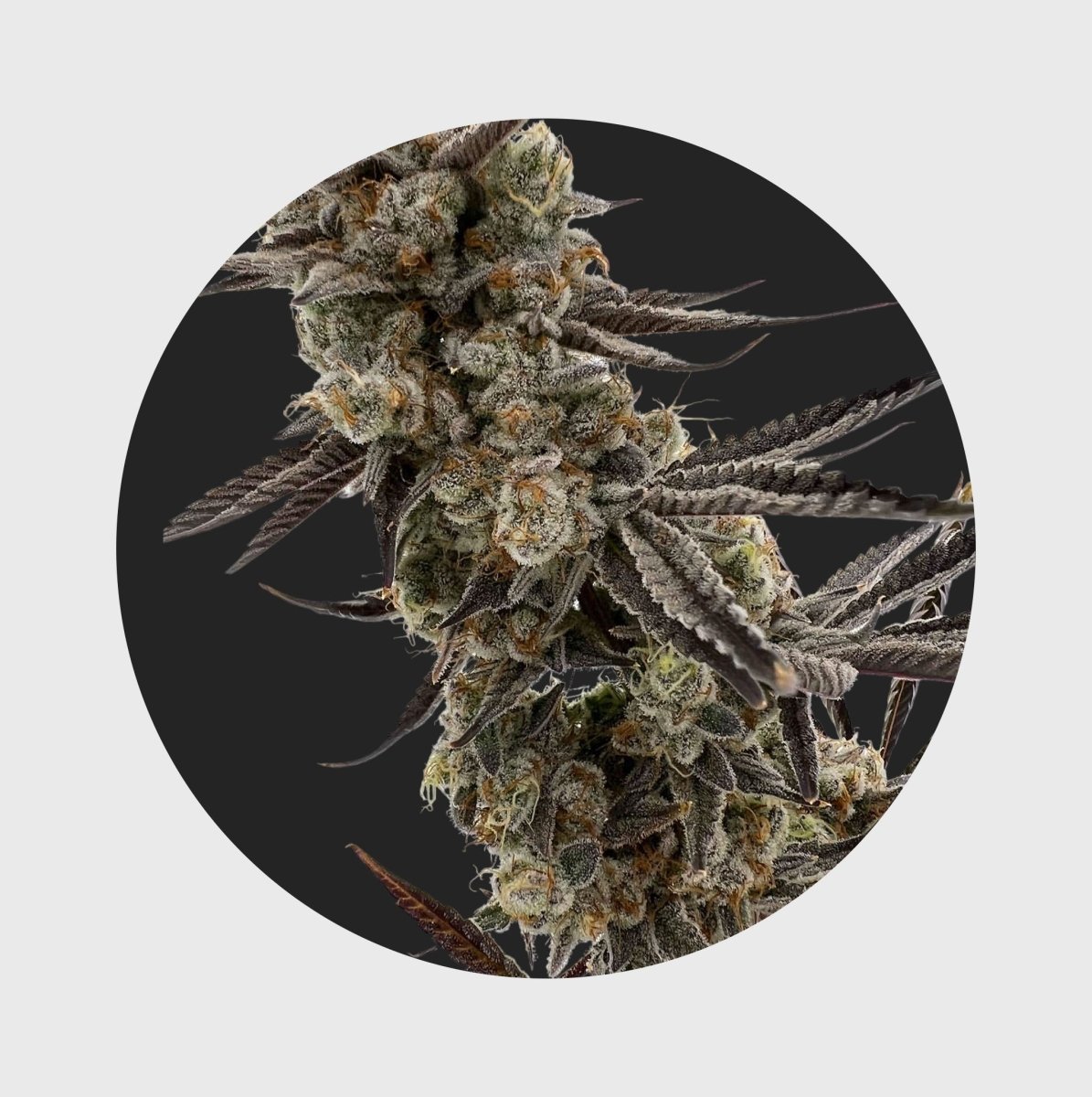 Cali Genetics GMO Rootbeer 33% THC 🌱 fast flowering Cannabissamen 3 Stück - Hanfify®