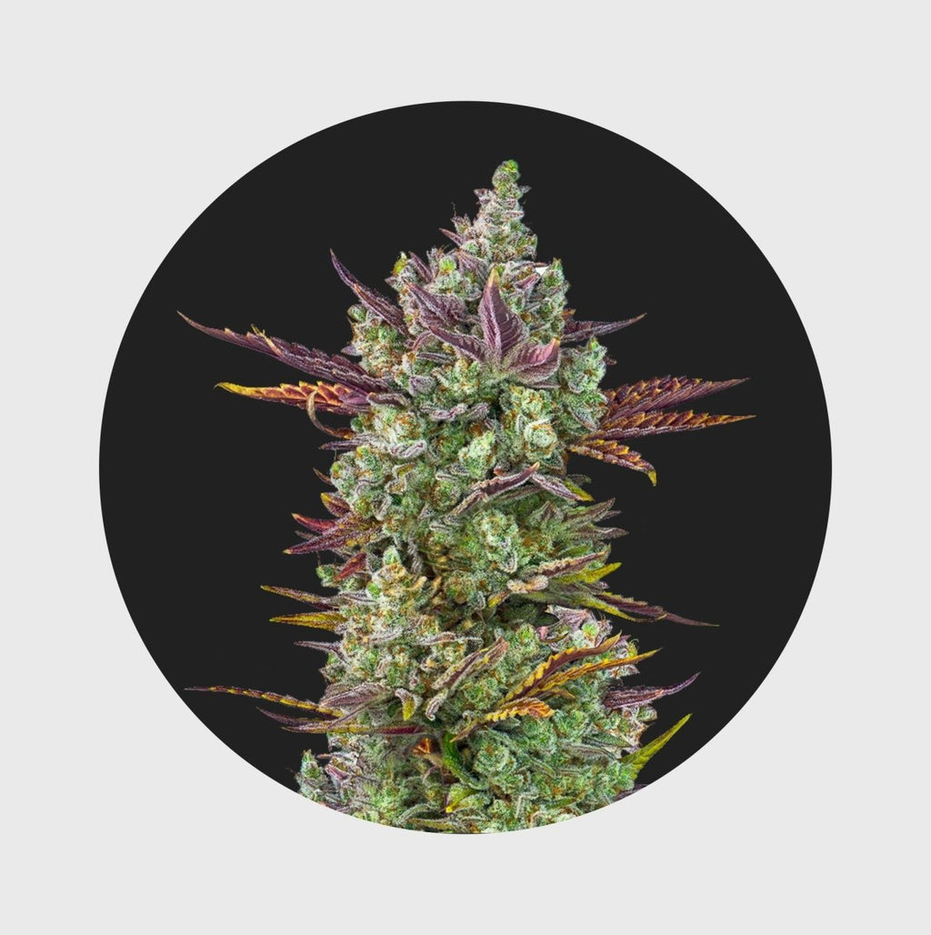 Cali Genetics Gorilla Glue 4 25% THC 🌱 full season Cannabissamen 3 Stück - Hanfify