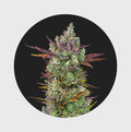 Cali Genetics Gorilla Glue 4 25% THC 🌱 full season Cannabissamen 3 Stück - Hanfify