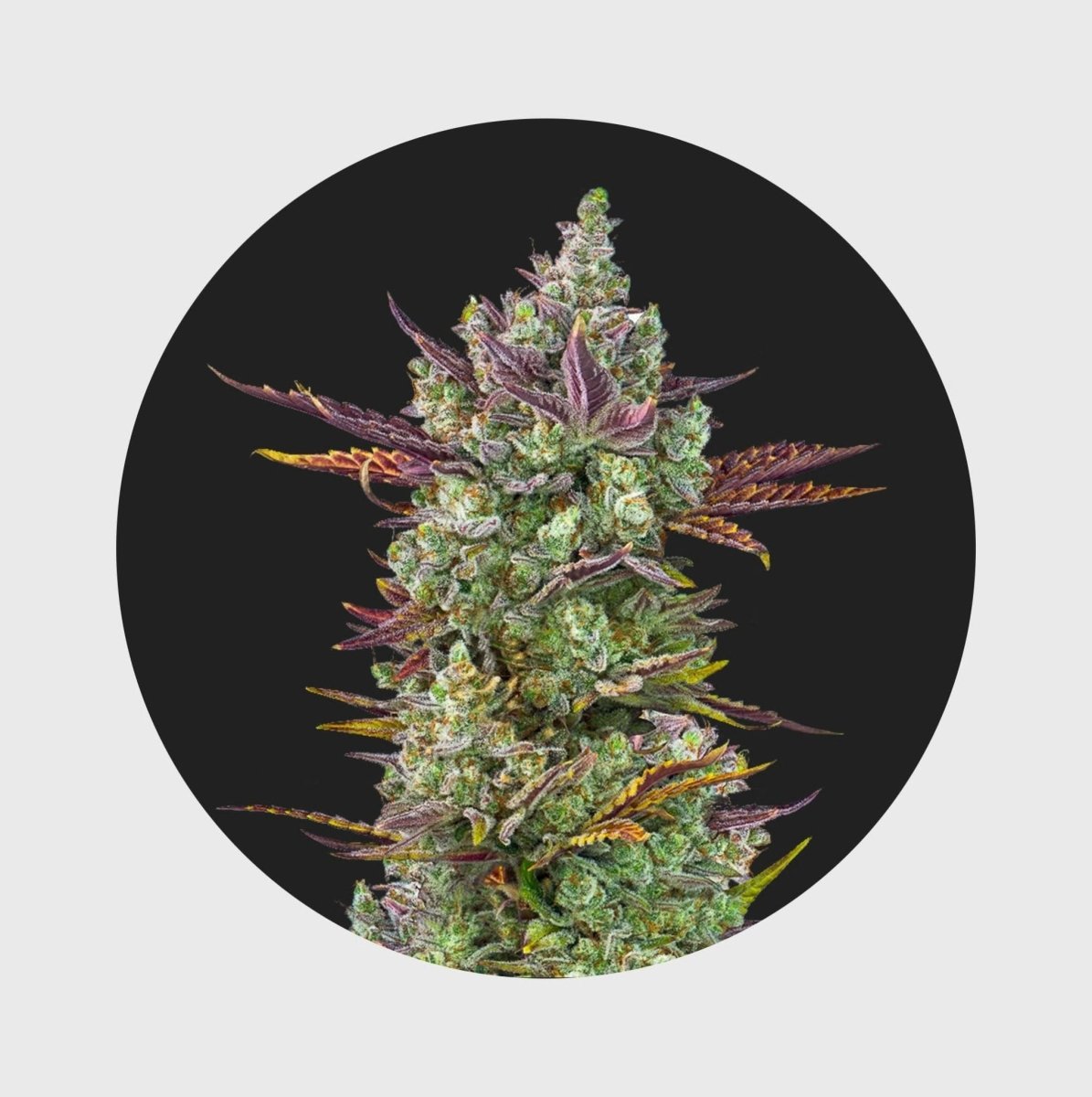 Cali Genetics Gorilla Glue 4 25% THC 🌱 full season Cannabissamen 3 Stück - Hanfify