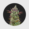 Cali Genetics Gorilla Glue 4 25% THC 🌱 full season - Cannabissamen - Hanfify®
