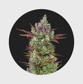 Cali Genetics Gorilla Glue 4 25% THC 🌱 full season - Cannabissamen - Hanfify®