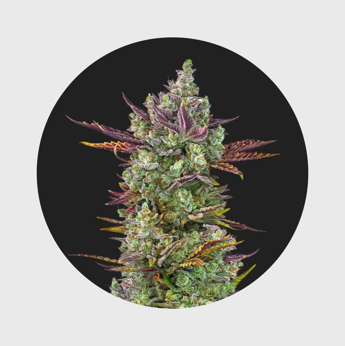 Cali Genetics Gorilla Glue 4 25% THC 🌱 full season - Cannabissamen - Hanfify®