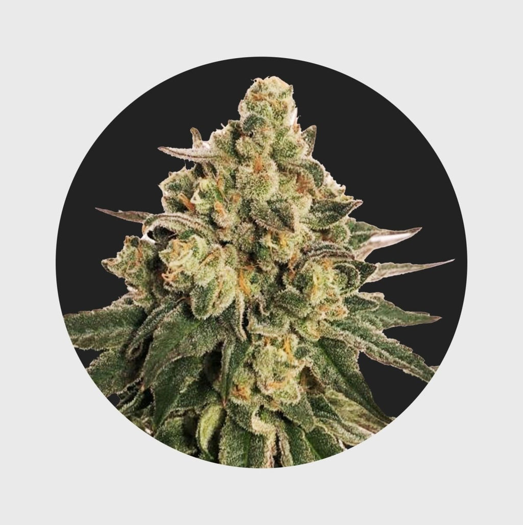 Cali Genetics MAC 20% THC 🌱 auto flower Cannabissamen 3 Stück - Hanfify