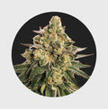 Cali Genetics MAC 20% THC 🌱 auto flower - Cannabissamen - Hanfify®