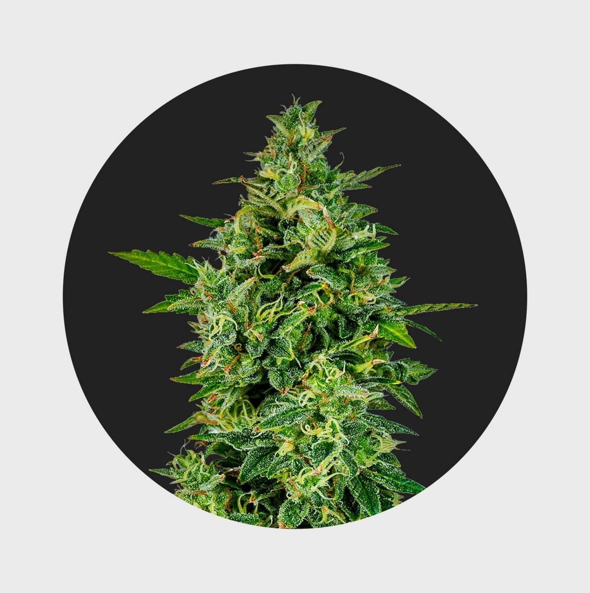 Cali Genetics OG Kush 23% THC 🌱 full season Cannabissamen 3 Stück - Hanfify®
