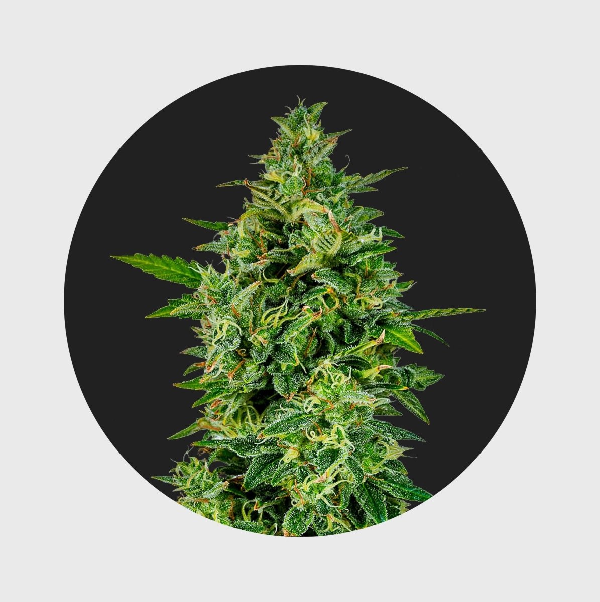Cali Genetics OG Kush 23% THC 🌱 full season Cannabissamen 3 Stück - Hanfify