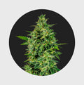 Cali Genetics OG Kush 23% THC 🌱 full season - Cannabissamen - Hanfify®