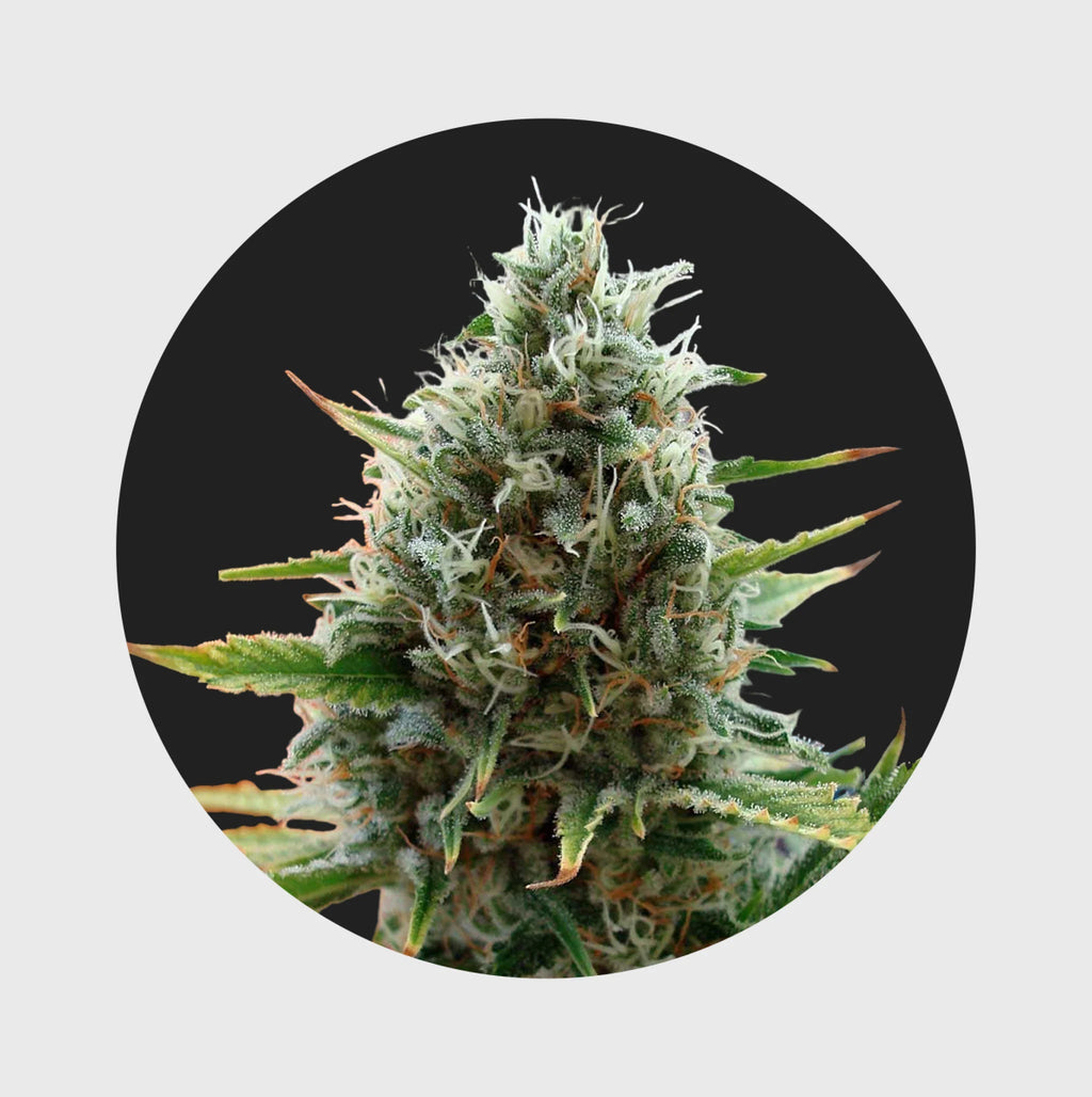 Cali Genetics Papaya 27% THC 🌱 fast flowering Cannabissamen 3 Stück - Hanfify®