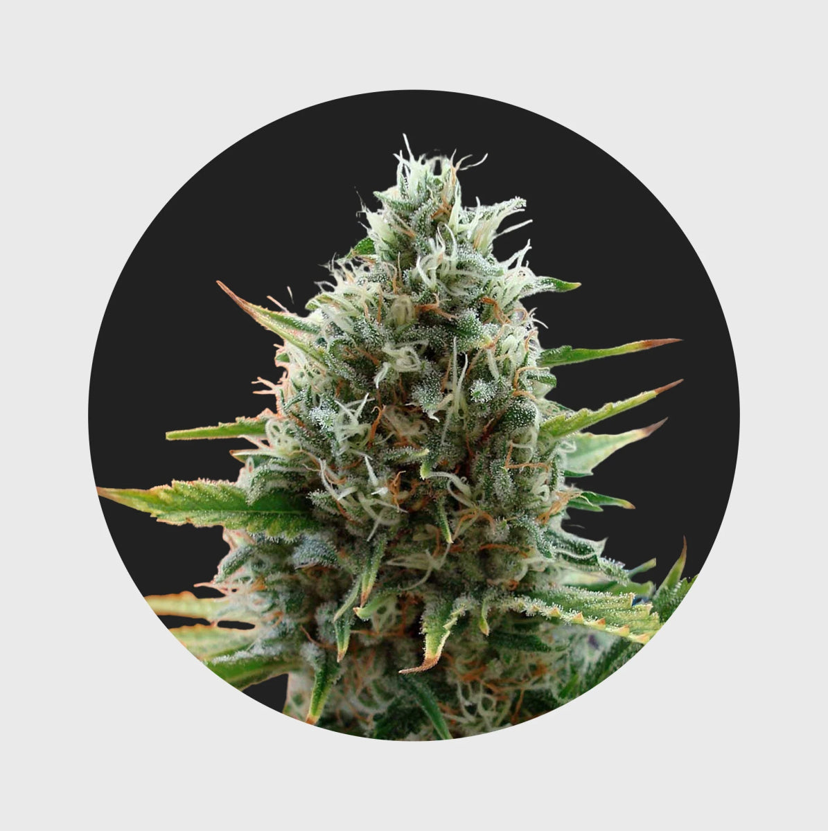 Cali Genetics Papaya 27% THC 🌱 fast flowering Cannabissamen 3 Stück - Hanfify®