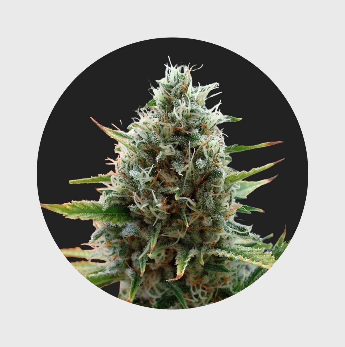 Cali Genetics Papaya 27% THC 🌱 fast flowering - Cannabissamen - Hanfify®