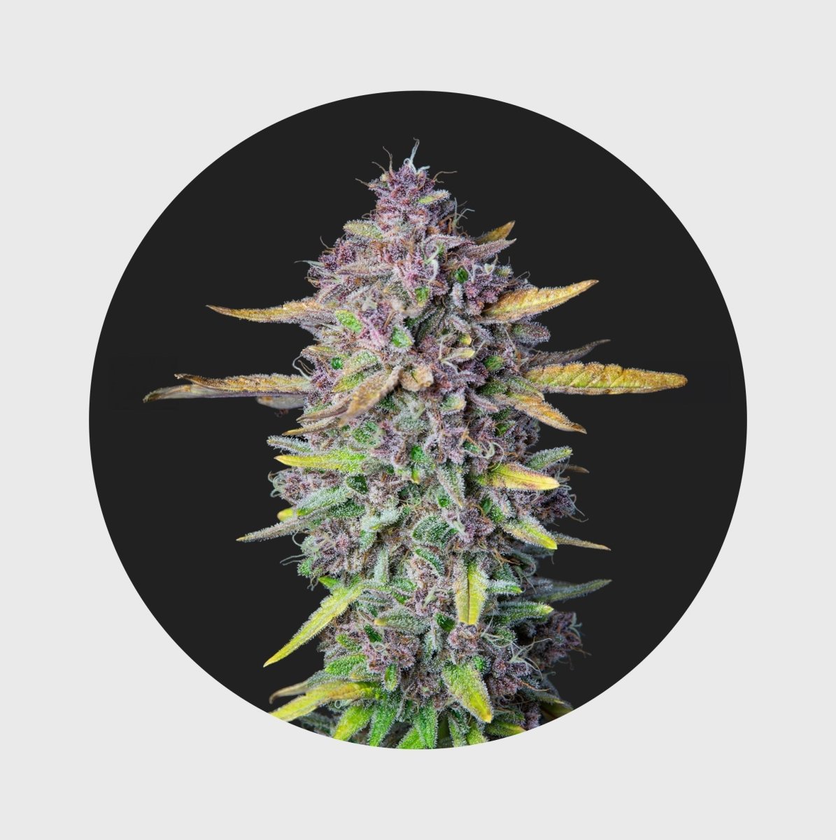 Cali Genetics Purple Milkshake 32,6% THC 🌱 Cannabissamen 3 Stück - Hanfify®