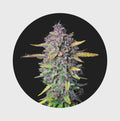 Cali Genetics Purple Milkshake 32,6% THC 🌱 - Cannabissamen - Hanfify®