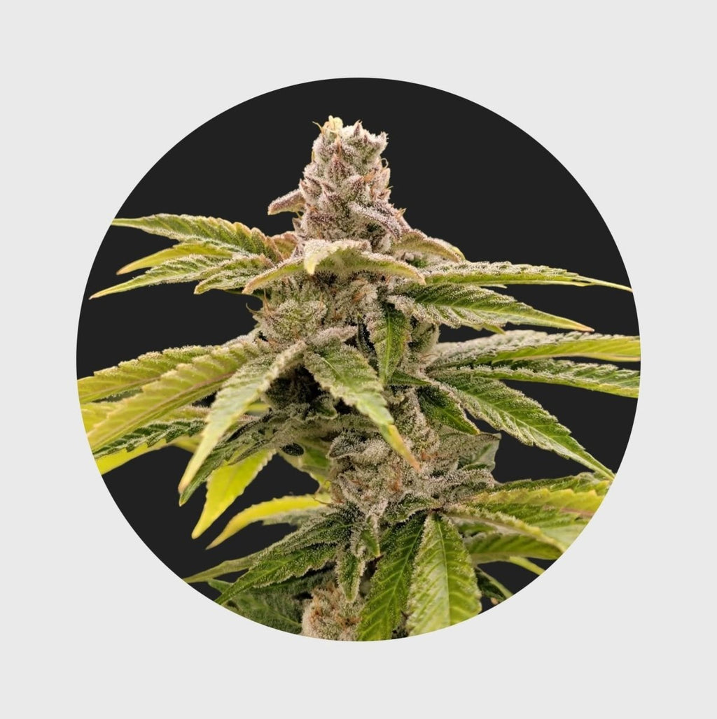 Cali Genetics Strawberry Guava 33% THC 🌱 fast flowering Cannabissamen 3 Stück - Hanfify