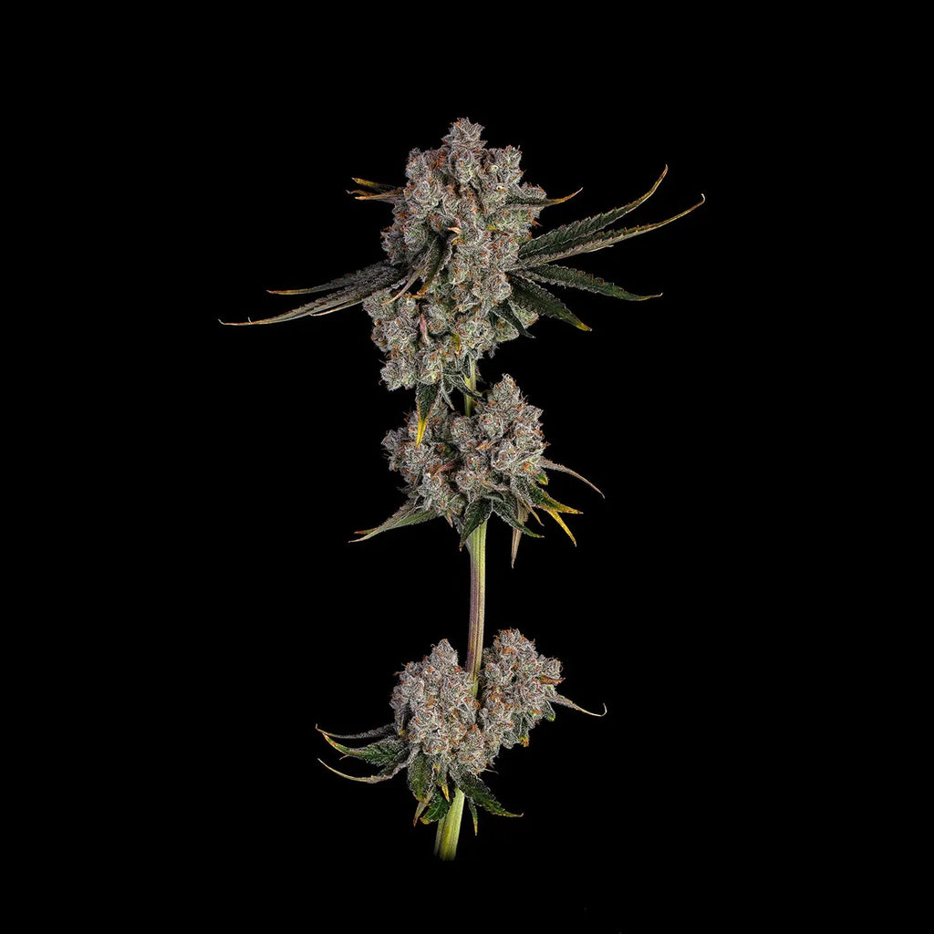 Candy Games US - Samen Feminisiert Cannabissamen 3 Stück - Hanfify
