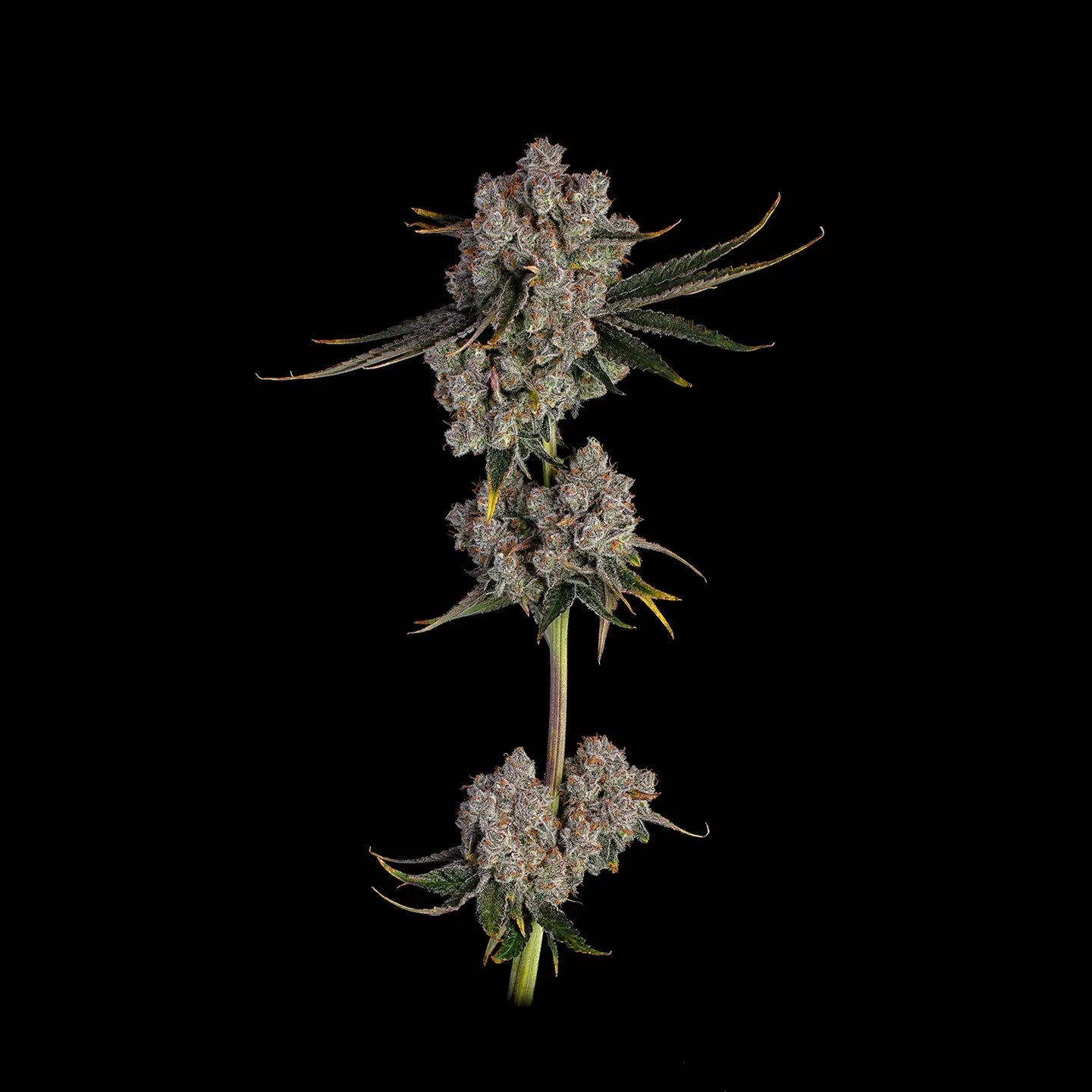 Candy Games US - Samen Feminisiert Cannabissamen 3 Stück - Hanfify