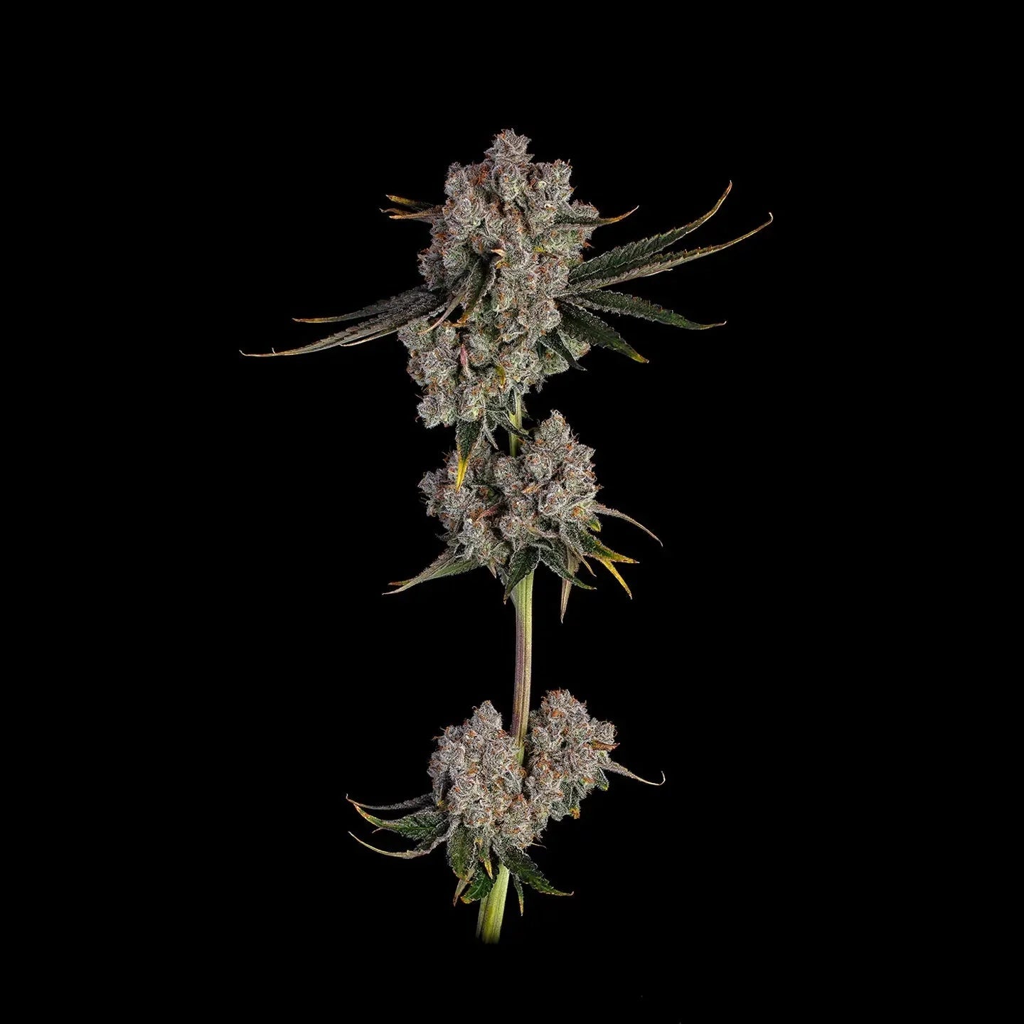 Candy Games US-Samen Feminisiert - Cannabissamen - Hanfify®