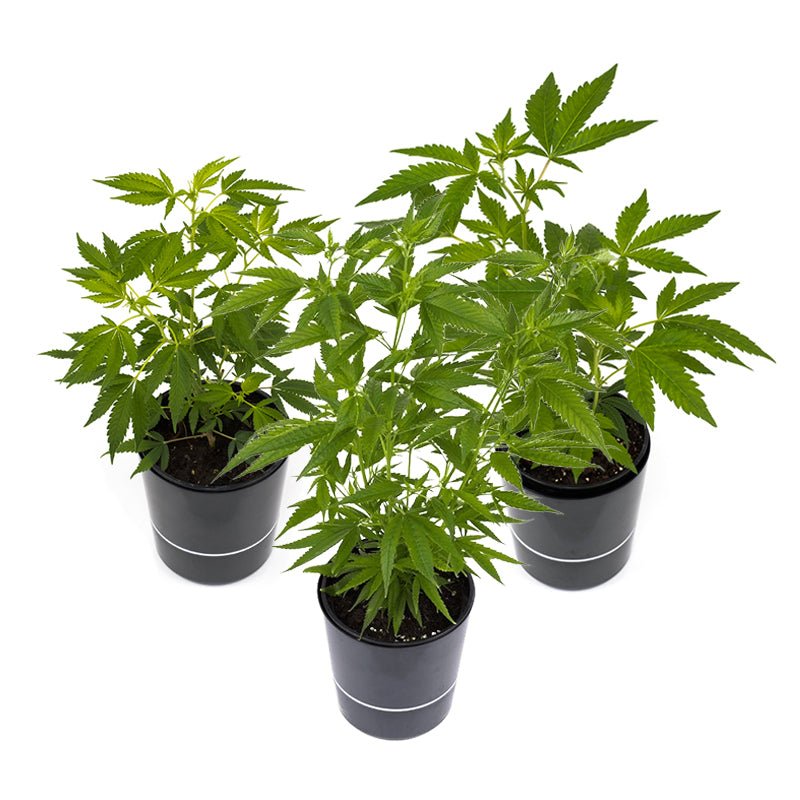 Cannabis - Pflanzen 3er - Set Hanfpflanzen - Hanfify