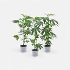 Cannabis - Pflanzen 3er - Set Hanfpflanzen - Hanfify