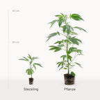 Cannabis - Pflanzen 3er - Set Hanfpflanzen - Hanfify