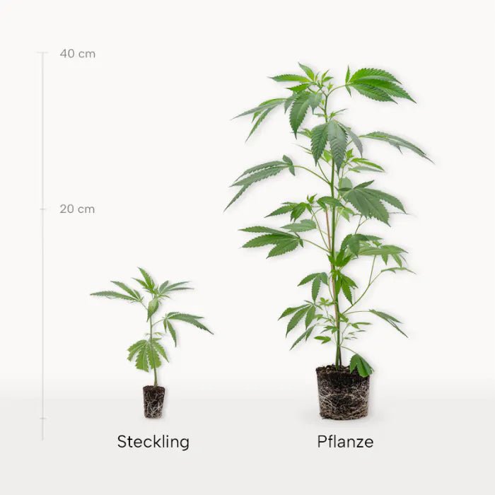 Cannabis - Steckling 3er - Set Hanfpflanzen - Hanfify
