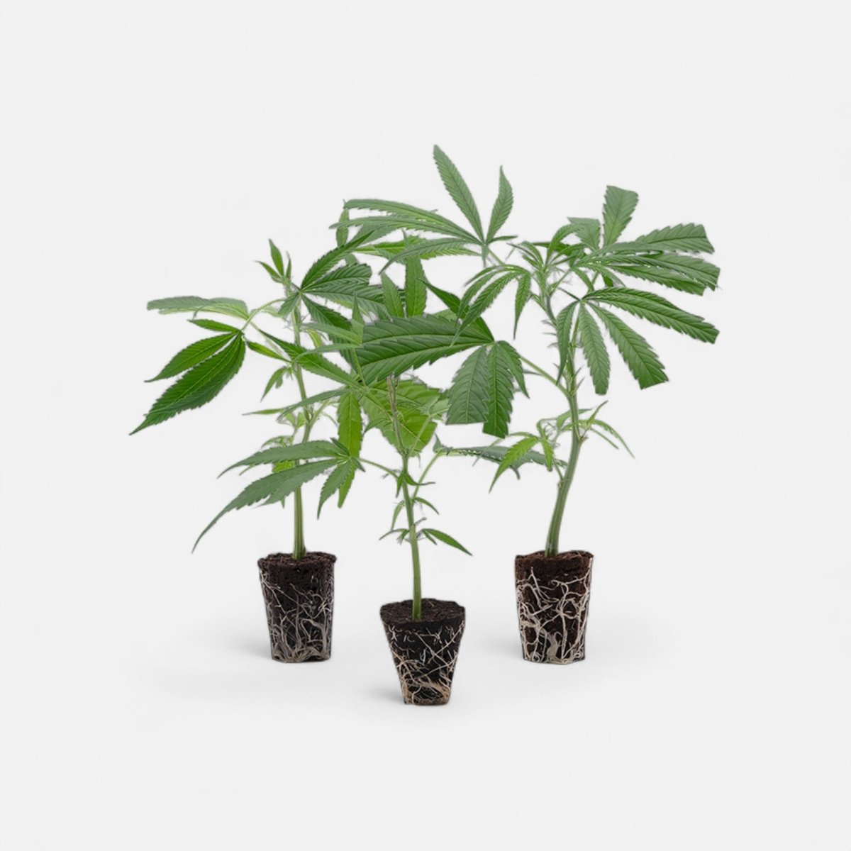 Cannabis - Steckling 3er - Set Hanfpflanzen - Hanfify