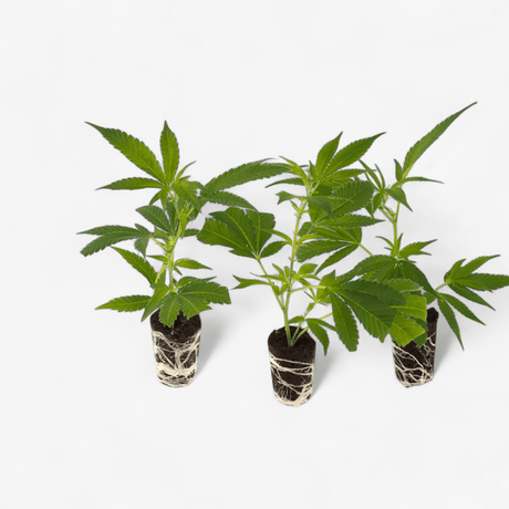 Cannabis - Steckling 3er - Set Hanfpflanzen - Hanfify