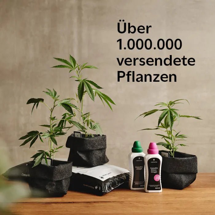 Cannabis - Steckling 3er - Set Hanfpflanzen - Hanfify