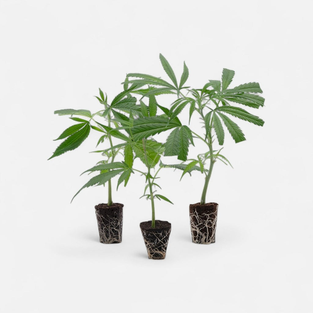 Cannabis-Steckling 3er-Set - Hanfstecklinge - Hanfify®