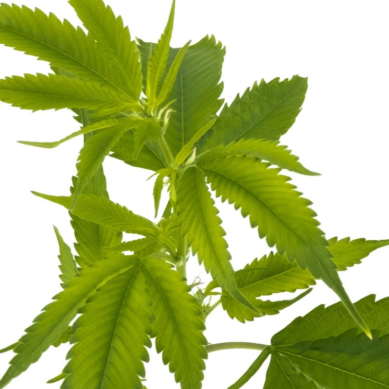 Cannalope Haze Hanfpflanzen - Hanfify
