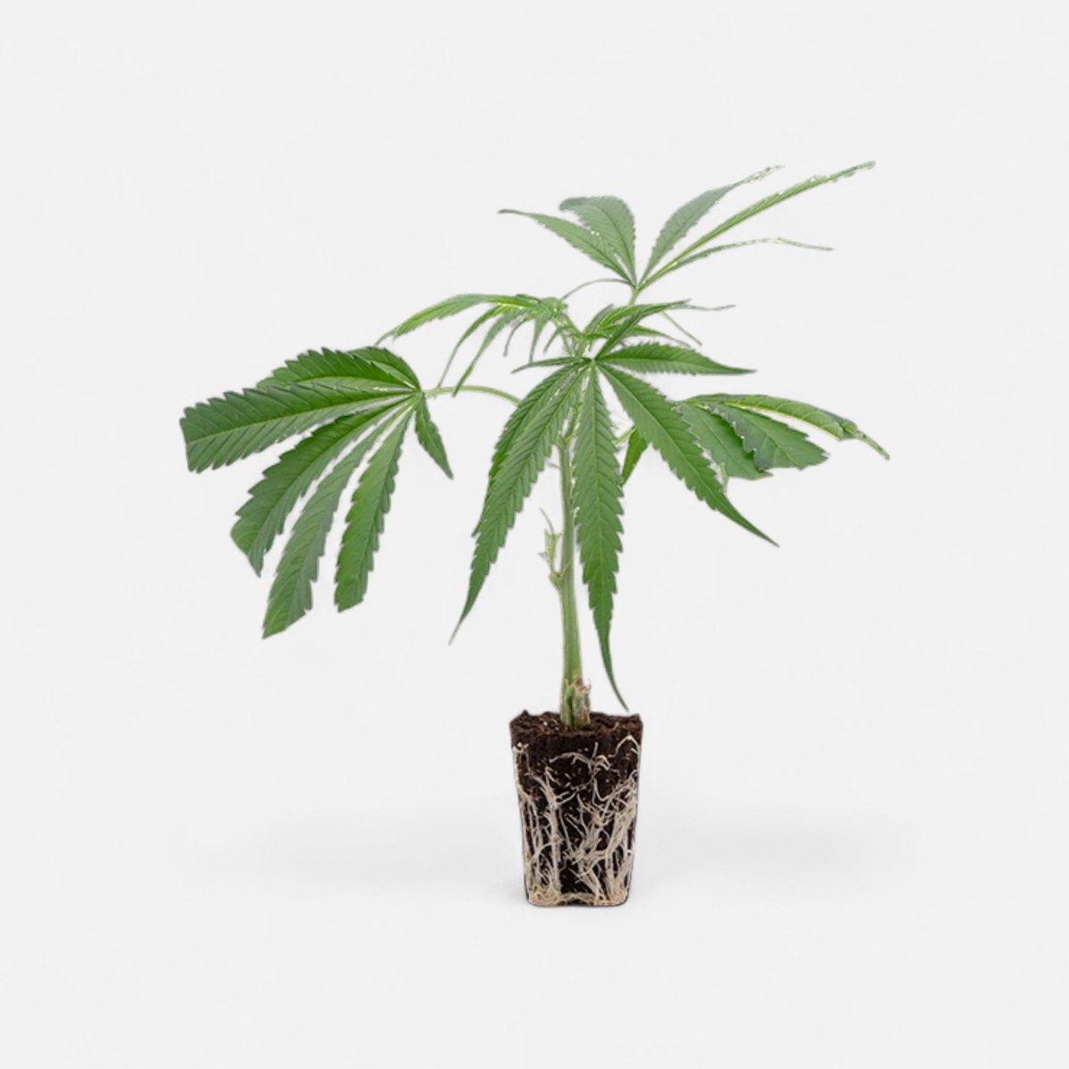 Cannalope Haze Hanfpflanzen - Hanfify