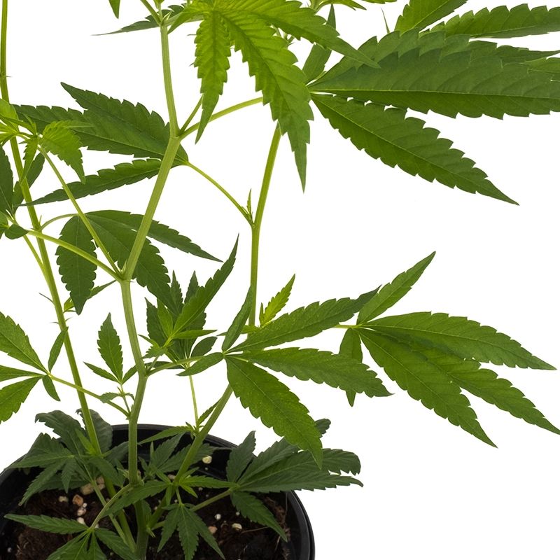 Cannalope Haze Hanfpflanzen - Hanfify
