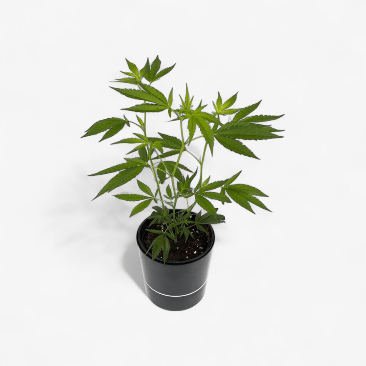 Cannalope Haze Hanfpflanzen - Hanfify