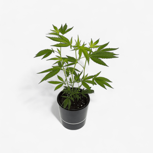 Cannalope Haze Hanfpflanzen - Hanfify