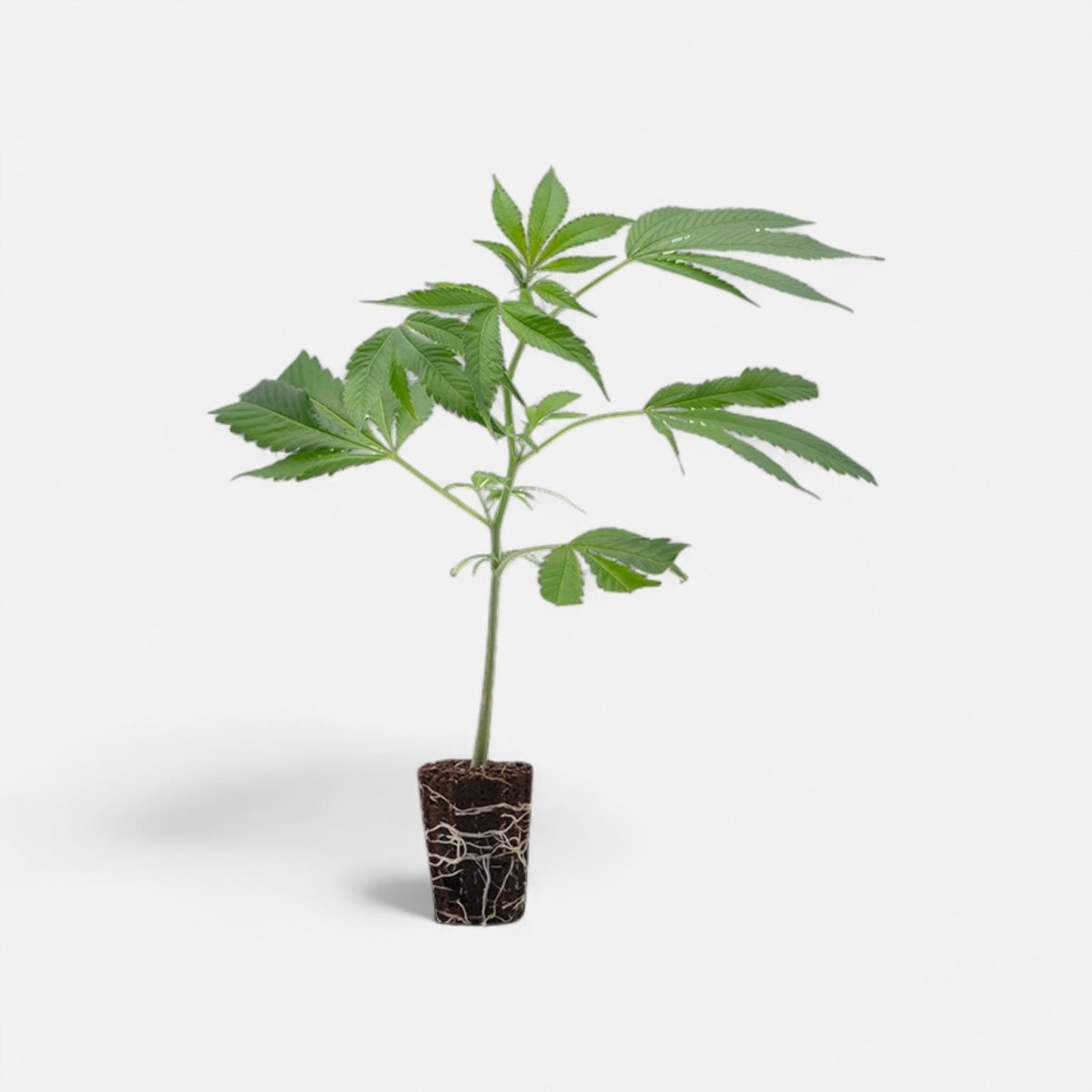 Cap Junky Hanfpflanzen - Hanfify