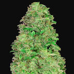 CBD Auto 20:1 | Autoflowering Cannabissamen - Hanfify