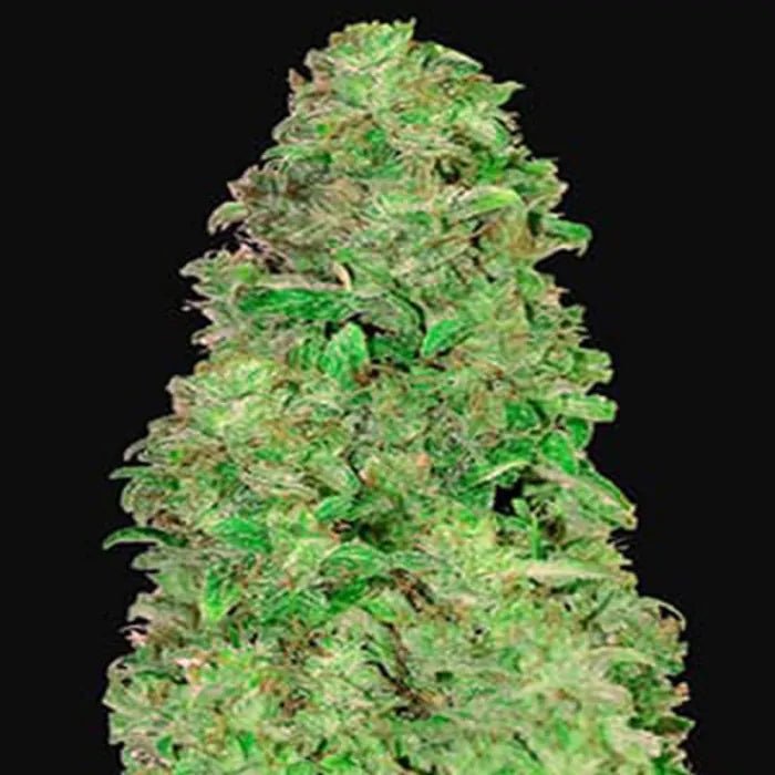 CBD Auto 20:1 | Autoflowering Cannabissamen - Hanfify