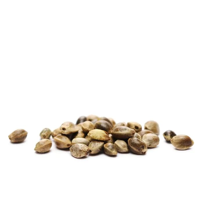 CBD Auto 20:1 | Autoflowering Cannabissamen - Hanfify