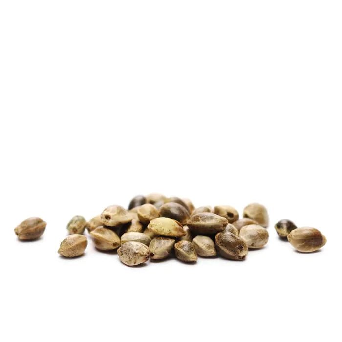 CBD Mix | Feminisiert Cannabissamen - Hanfify