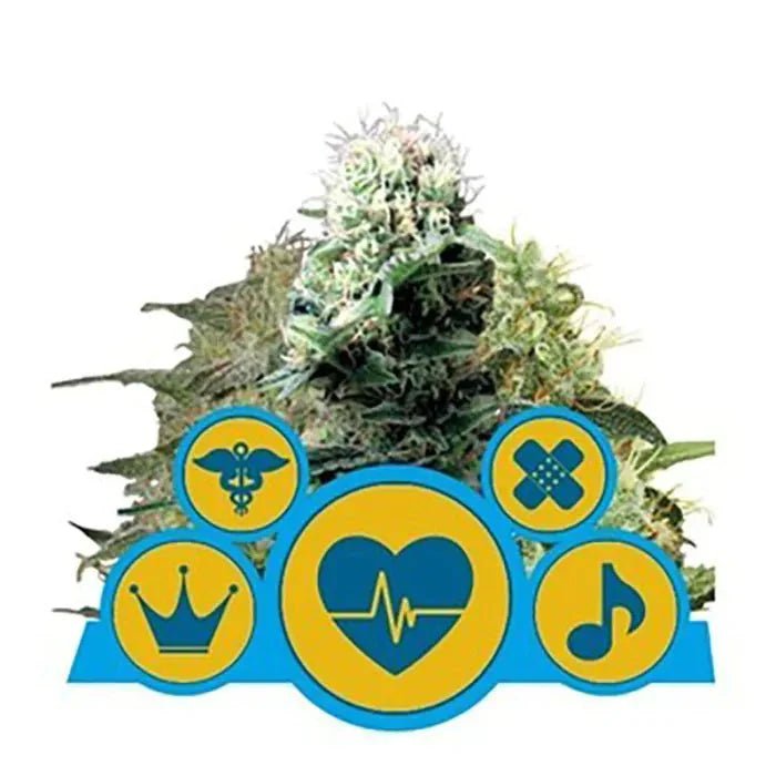 CBD Mix | Feminisiert - Cannabissamen - Hanfify®