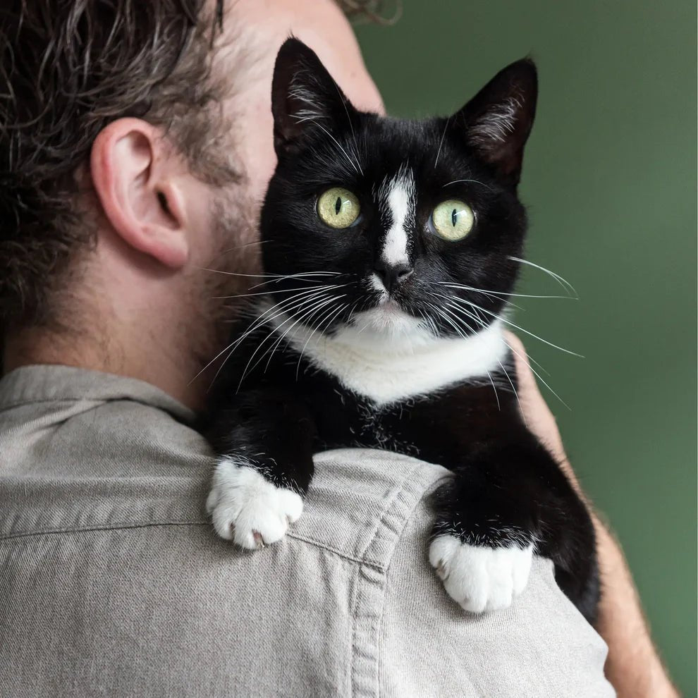 CBD Öl für Katzen - Fisch (2,5%) CBD für Tiere - Hanfify